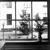 Foto21-kerstboom